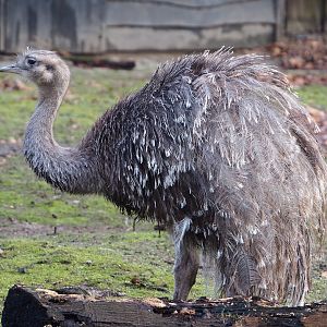 Darwin's rhea (Rhea pennata), 2024-01-01