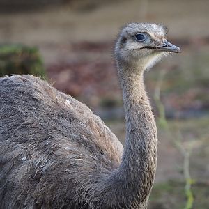 Darwin's rhea (Rhea pennata), 2024-01-01