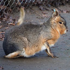 Patagonian mara (Dolichotis patagonum), 2024-01-01