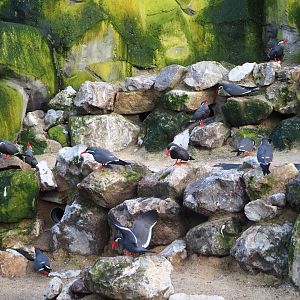 Inca tern colony (Larosterna inca), 2024-01-01