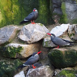 Inca terns (Larosterna inca), 2024-01-01