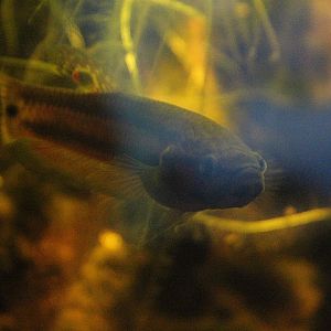 Spotfin betta (Betta macrostoma)