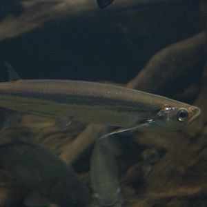 Giant sword minnow (Macrochirichthys macrochirus)