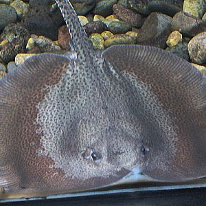 Marbled whipray (Fluvitrygon oxyrhynchus)