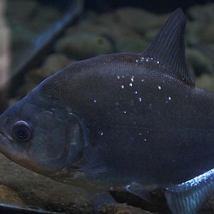Redeye piranha (Serrasalmus rhombeus)