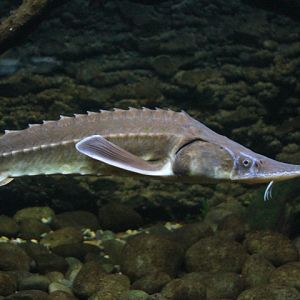 Sterlet (Huso ruthenus)