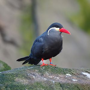 Inca tern (Larosterna inca), 2024-01-01