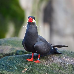 Inca tern (Larosterna inca), 2024-01-01