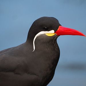 Inca tern (Larosterna inca), 2024-01-01