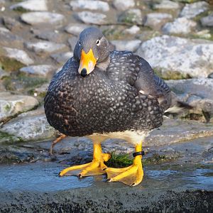 Magellanic steamer duck (Tachyeres pteneres), 2024-01-01