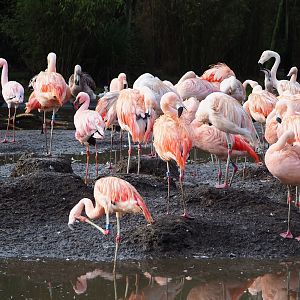 Chilean flamingos (Phoenicopterus chilensis) and a Lesser flamingo (Phoeniconaias minor), 2024-01-01