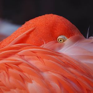 American flamingo (Phoenicopterus ruber), 2024-01-01