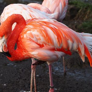 American flamingo (Phoenicopterus ruber), 2024-01-01