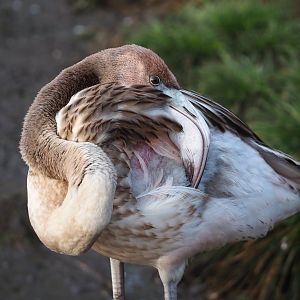 Juvenile American flamingo (Phoenicopterus ruber), 2024-01-01