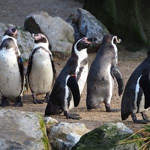 Humboldt penguins (Spheniscus humboldti), 2024-01-01