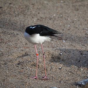 Black-necked stilt (Himantopus mexicanus mexicanus), 2024-01-01