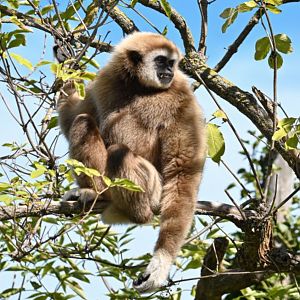 Lar gibbon
