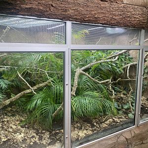 Tropical Trails - Peruvian bush anole exhibit 030925