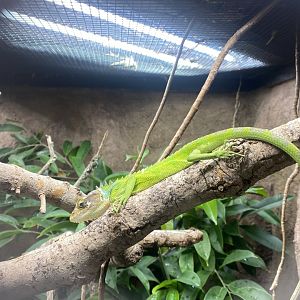 Tropical Trails - Peruvian bush anole 030925