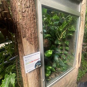 Tropical Trails - Pleasing poison frog exhibit 030925