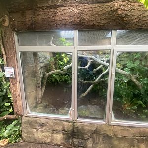 Tropical Trails - Chinese crocodile lizard exhibit 030925