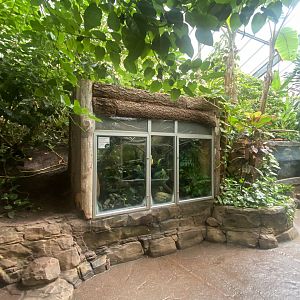 Tropical Trails - Rhinoceros ratsnake exhibit 030925