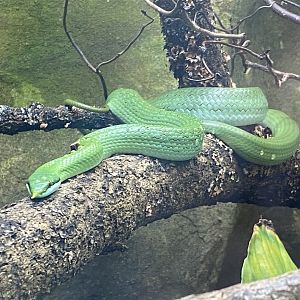 Tropical Trails - Rhinoceros ratsnake 030925