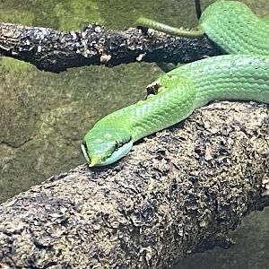 Tropical Trails - Rhinoceros ratsnake 030925