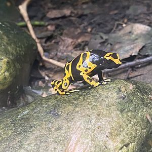 Tropical Trails - Yellow-banded poison dart frog 030925