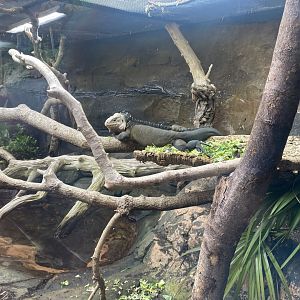 Tropical Trails - Lesser Antiguan iguana/Antigua anole exhibit 030925