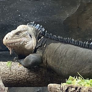 Tropical Trails - Lesser Antillean iguana 030925