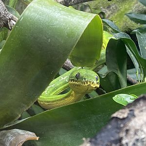 Tropical Trails - Amazon Basin emerald tree boa exhibit 030925
