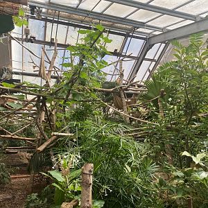 Exhibit for Linnaeus two-toed sloth 030925