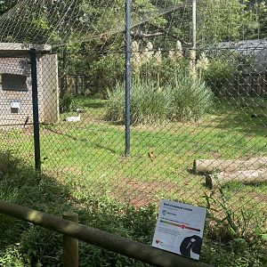 Red-crowned crane exhibit 030925