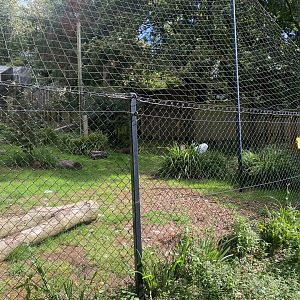 Red-crowned crane exhibit 030925