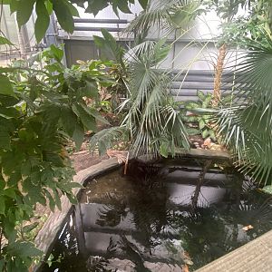 Crocodile Swamp - Cuban crocodile exhibit 030925