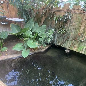 Crocodile Swamp - Cuban crocodile exhibit 030925