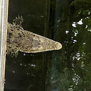 Crocodile Swamp - Cuban crocodile 030925