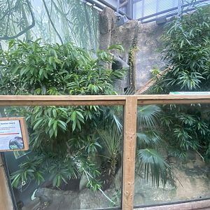 Crocodile Swamp - Mangrove monitor exhibit 030925