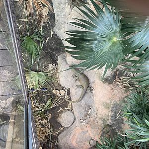 Crocodile Swamp - Mangrove monitor exhibit 030925