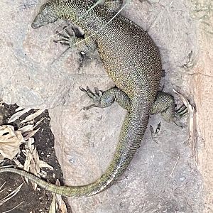 Crocodile Swamp - Mangrove monitor 030925