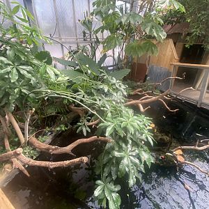 Crocodile Swamp - Mixed exhibit 030925