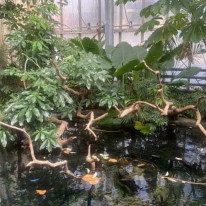 Crocodile Swamp - Mixed exhibit 030925