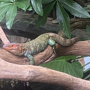 Crocodile Swamp - Caiman lizard 030925