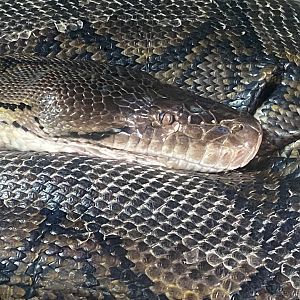 Crocodile Swamp - Reticulated python 030925