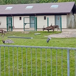 Old bongo enclonsure