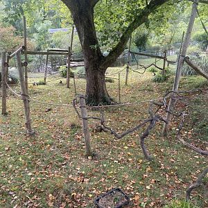 Monkey Heights - Diana monkey enclosure 030925