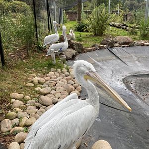 Dalmatian pelican enclosure 030925