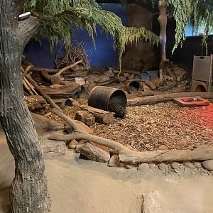 South-east Australian short-beaked echidna enclosure 030925