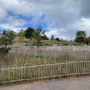 Proposed Hamadryas baboon exhibit 030925